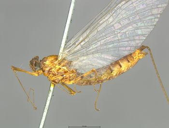 Media type: image;   Entomology 11241 Aspect: habitus lateral view